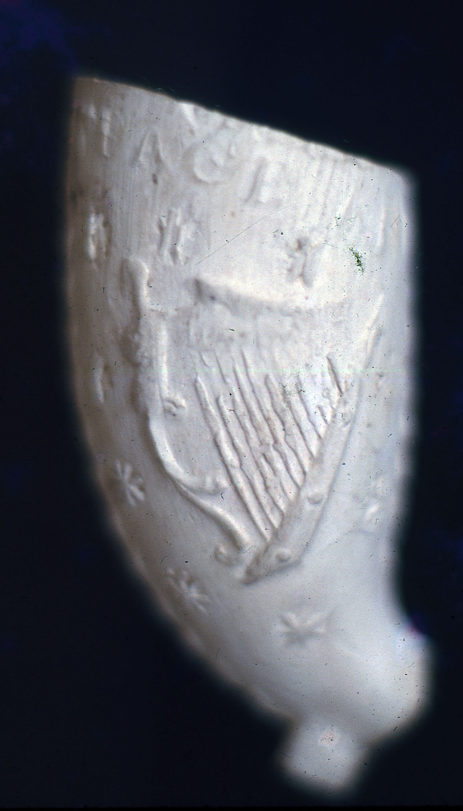 Photo 23 European clay pipes.jpg